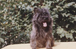 Cairn Terrier Cairn Bries Bijou
